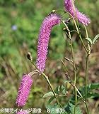 山野草:カライトソウ (唐糸草) 15cmポット大株苗【紫桜館山の花屋】