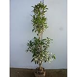 【2本セット】 キンモクセイ 樹高1.5m前後 根巻 金木犀 きんもくせい 秋に花を咲かせ優しい香りが特徴生垣用 苗木 植木 苗 庭木 生け垣