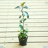 庭木：榊（サカキ）・小