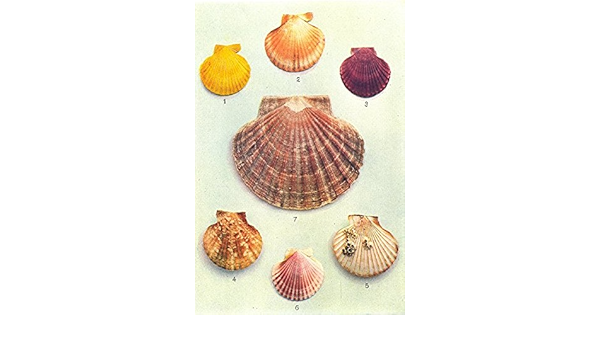 Amazon Oysters Spatネイティブオイスター貝シェル Ostrea Edulis ポルトガル語 Angulata 1936 古い印刷 アンティーク印刷 ヴィンテージ印刷 Molluscsアートプリント アートフレーム ポスター オンライン通販