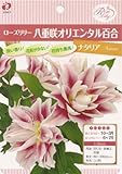 限定販売・球根八重咲オリエンタル百合ローズリリーナタリア