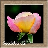 New Fresh Seeds Rare White Black Edge Rose Seeds Plants Potted Rose Flower Seeds Balcony for Home Ga