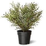 National Tree 24 Inch Argentea Plant in Round Green Plastic Pot (LAR4-700-24-1)【クリスマス】【ツリー】 [並行輸入品]