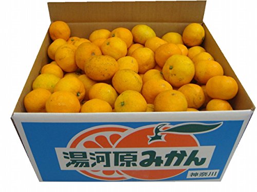 みかん 人気ランキング