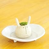 苔盆栽 モスモス モスウサギ 白 受け皿セット