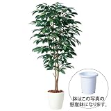 エフプランター 人工観葉植物-コーヒーデュアル-150-8号鉢-懸崖鉢