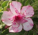 40 Fresh seedsアデニウム アラビカム オベスム 砂漠のバラ種子(40粒)塊根植物種子Adenium obesum Desert Roses seeds no109-Double-Quee