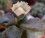 Aloinopsis peersii - synonym: Aloinopsis peersii, Cheiridopsis noctiflora, Cheiridopsis victoris, Me