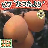 2017年新苗・果樹苗 ビワ なつたより 6号(直径18cm)ポット