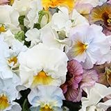 パンジー：エディブルムーランフリルパステルルージュミックス3.5号ポット3株セット ノーブランド品