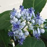 常緑アジサイ：碧のひとみ（アオノヒトミ）3.5号ポット[常山アジサイ・青い花に瑠璃色の実] ノーブランド品