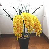 シンピジューム 黄色3本立ち 花の大きなMサイズ 本物そっくりな造花 空気を浄化してくれる光触媒加工