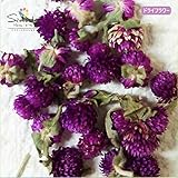 ドライフラワー 千日紅(センニチコウ) 紫色約10グラム (およそ20～25個)
