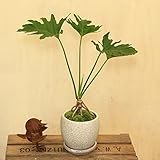 観葉植物：フィロデンドロン 　セローム*陶器鉢　受皿付　苔