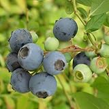 ブルーベリー：オニール5号ポット ノーブランド品