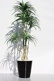 インテリアグリーン人工観葉植物・新ユッカ６本立て陶器鉢受け皿付き、光触媒製品