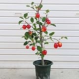 庭木：長寿りんご（長寿紅）