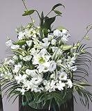 【お盆　お悔やみ 命日アレンジ】カサブランカとランの白いアレンジ 日時指定無料