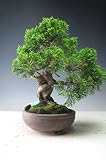 盆栽　糸魚川真柏【現品】