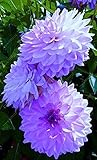 100 pcs/bag dahlia flower dahlia seeds charming bonsai flower seeds (not dahlia bulbs) High germinat