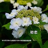 あじさい 苗 【 初恋 】 5号ポット苗 アジサイ 庭木 落葉樹 低木