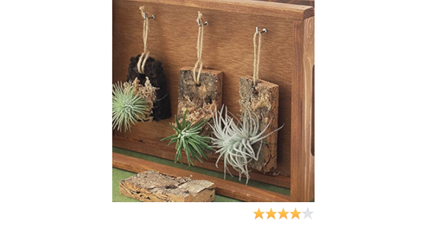 Amazon Co Jp 着生植物栽培セット コルクバージョン チランジア エアープランツ 着生ラン Diy 工具 ガーデン