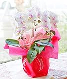 胡蝶蘭 大輪 3本立 Mサイズ 鉢植 フラワー ギフト