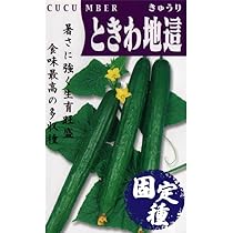 【きゅうり】 キュウリ種子 F1ときわかぜみどり の通販 | ホームセンター