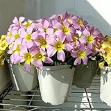 熱い製品希少な1個Oxalis Obtusa大種Oxalis花球根庭花のためのロータリー