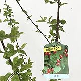 ゆすら梅 苗木 赤実（赤花） 12cmポット苗 ゆすらうめ 苗 ユスラウメ