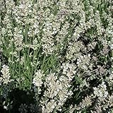 宿根草 ハーブ イングリッシュラベンダー エレガンス スノー １株