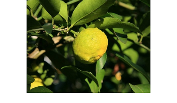 Amazon Co Jp 6か月枯れ保証 冬に収穫する果樹 レモン 四季成りレモン 15cmポット Diy 工具 ガーデン