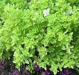 可愛い　ミニバジル 40粒