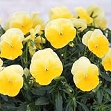 パンジー：よく咲くスミレレモネード3～3.5号ポット4株セット ノーブランド品