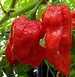 Chili King Naga - hot pepper - 10 seeds