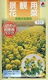 【種子】景観用　花菜 京都伏見寒咲　タキイのタネ