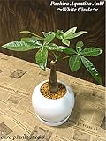 発財樹★パキラ・アクアティカ / パーフェクトサークル ホワイトorブラック / Pachira Aquatica / Perfect Circle White or Black / インテリア観葉植