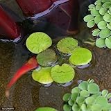 Amazon 水草 浮き草 アマゾンフログビット 水草 浮き草 生体水草 通販