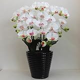 光触媒の胡蝶蘭 鉢植え 造花 アートフラワー Mサイズ-5本立 H70cm(白/花弁・薄赤-黒鉢)