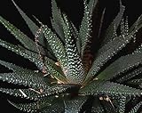Haworthia margaretifera - Pearl Plant - 10 seeds