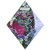 [春・秋まき　花タネ][フランス花の種]パープルガーデンミックス * ノーブランド品