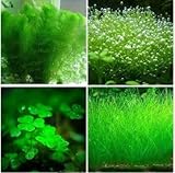 mixed 200 seeds/pack Plants fish tank aquarium decoration grass seed aquarium plants seeds