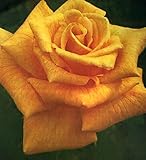 バラ苗 ザンブラ'80(HT) 大苗 6号ポット 四季咲き オレンジ色 大輪 バラ 苗 薔薇