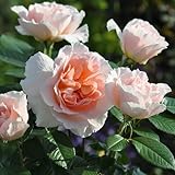 バラ苗 クールドゥナクレ 国産大苗ドリュオリジナル角鉢6号 四季咲き オレンジ系 フレンチローズ（ドリュ