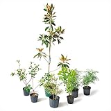 オンリーワン　目的で選ぶ　植栽セット　イージー　マグノリア　お手入れ簡単　KJ6-SET11
