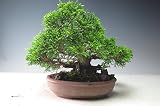 盆栽　糸魚川真柏【現品】