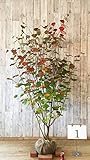 マルバノキ　高さ1.5m