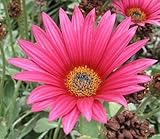 Arctotis acaulis - African Daisy - 15 seeds