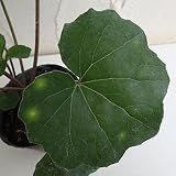 ツワブキ：斗母元君（とぼげんくん）5号鉢植え ノーブランド品