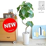 LAND PLANTS 曲り樹形 ウンベラータ 3Dカーブ 白色スリム陶器鉢セット